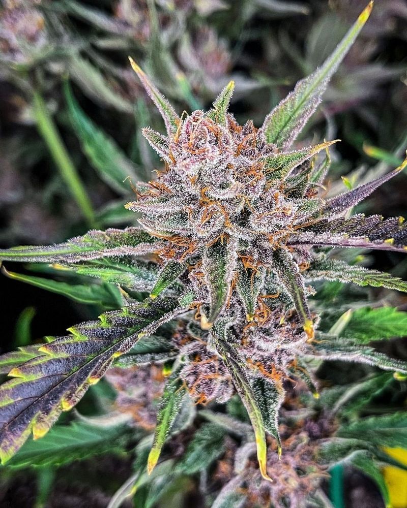 Gorilla Punch Auto, Фасовка: 3, изображение 5